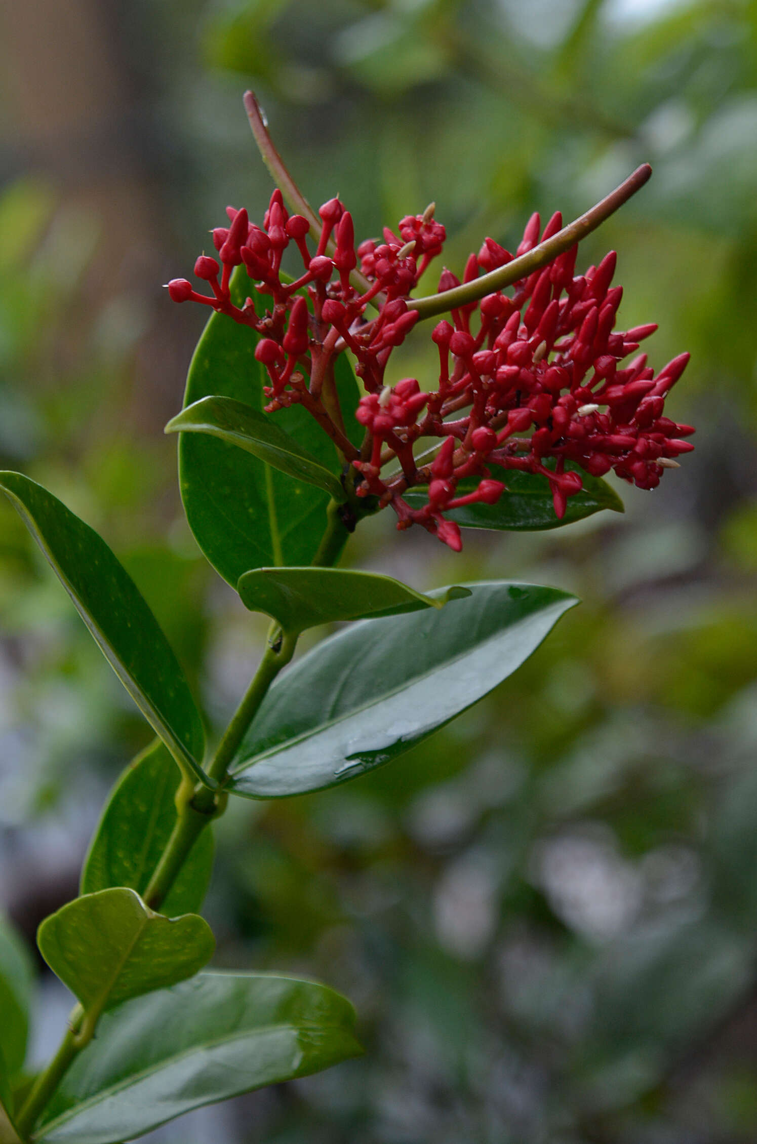 Image of Pinochia