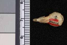 Image of Laxmann's Shrew