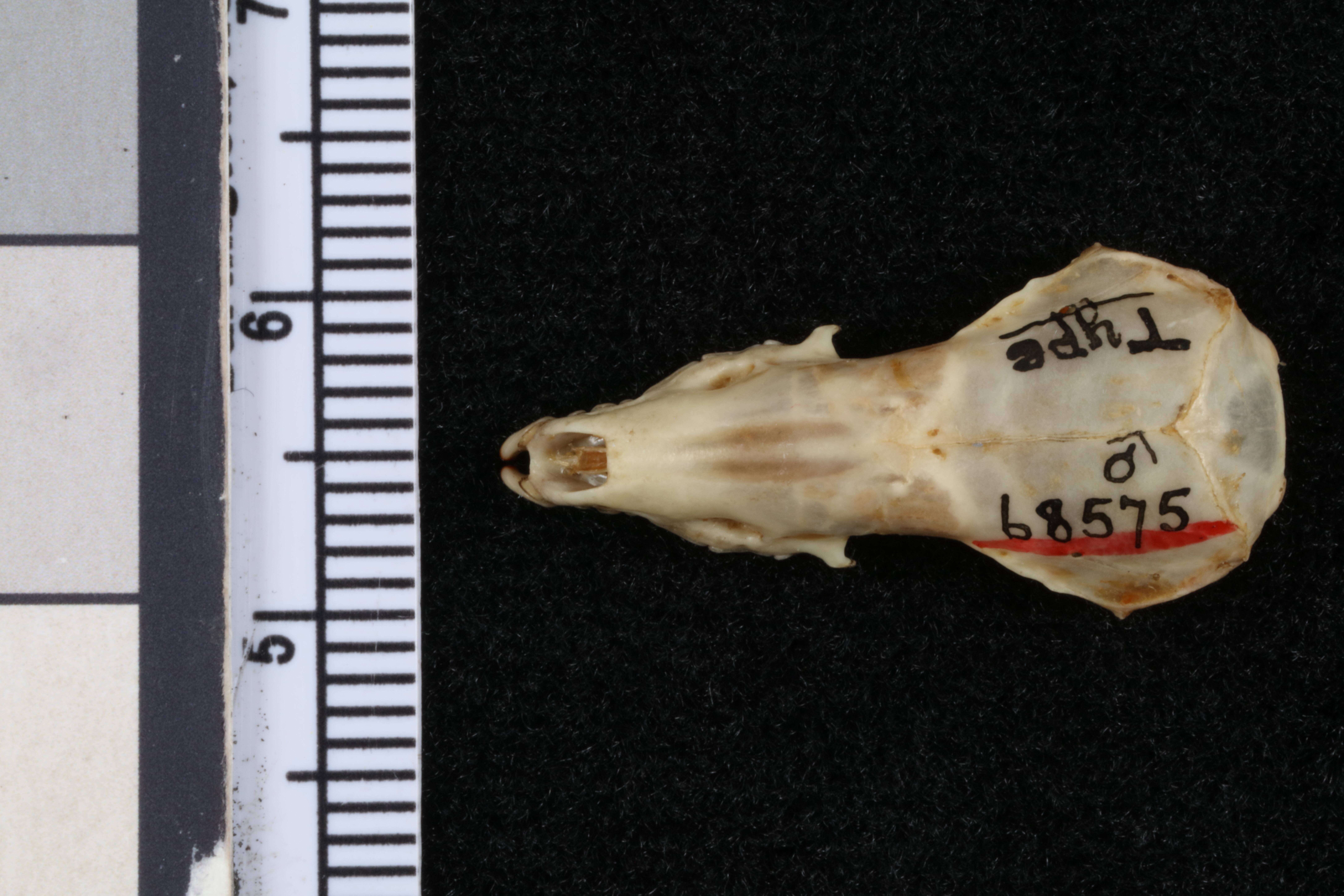 Image of Big Mexican Small-eared Shrew