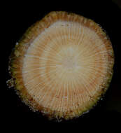 Image of Guatteria scandens Ducke
