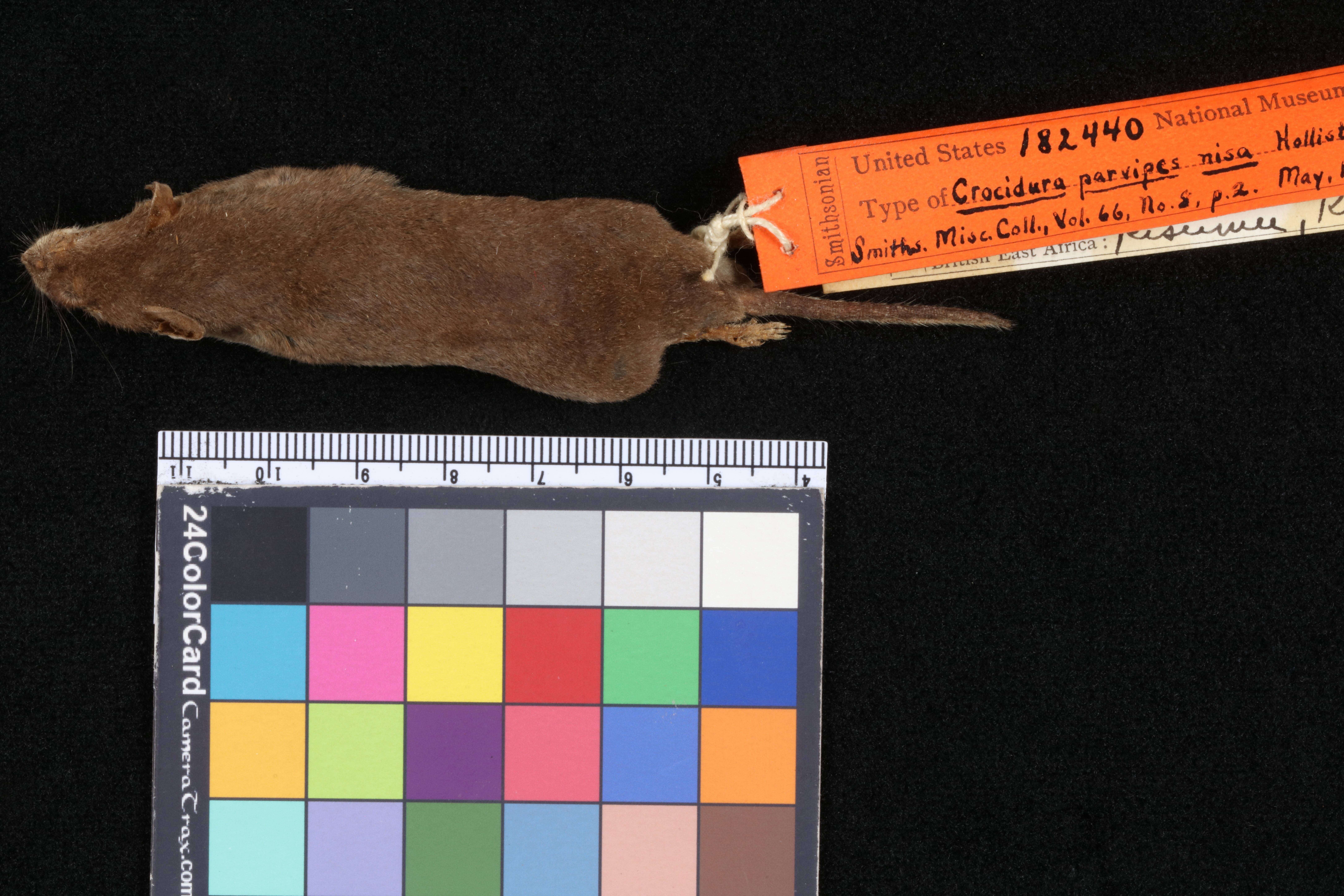 Image of Small-footed Shrew