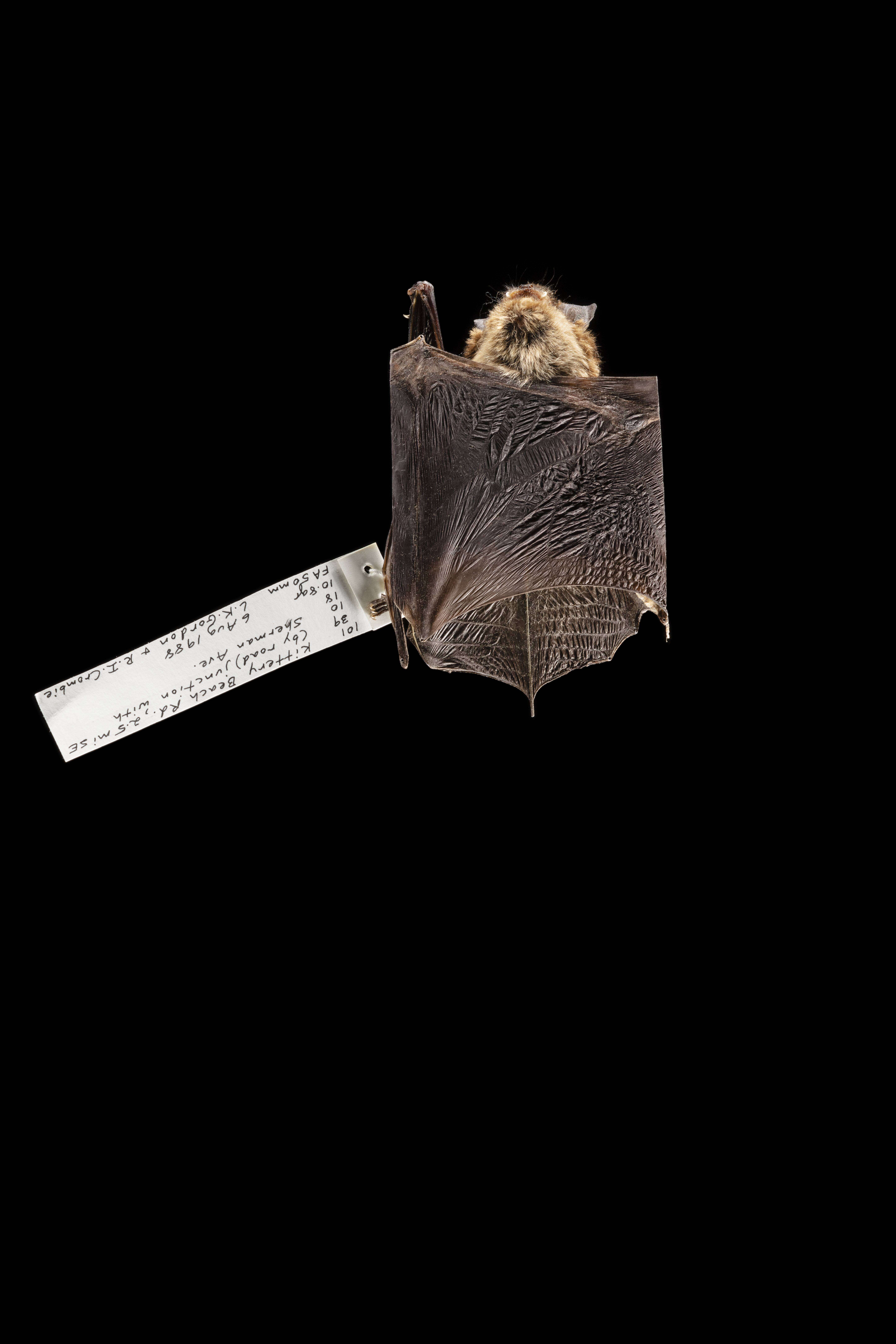 Image of Eptesicus subgen. Eptesicus Rafinesque 1820