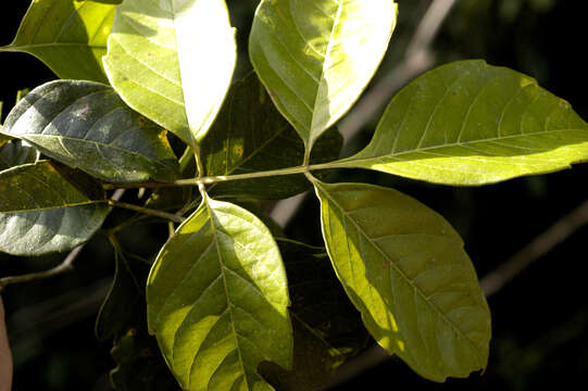 Image of Paullinia verrucosa L. Radlk.