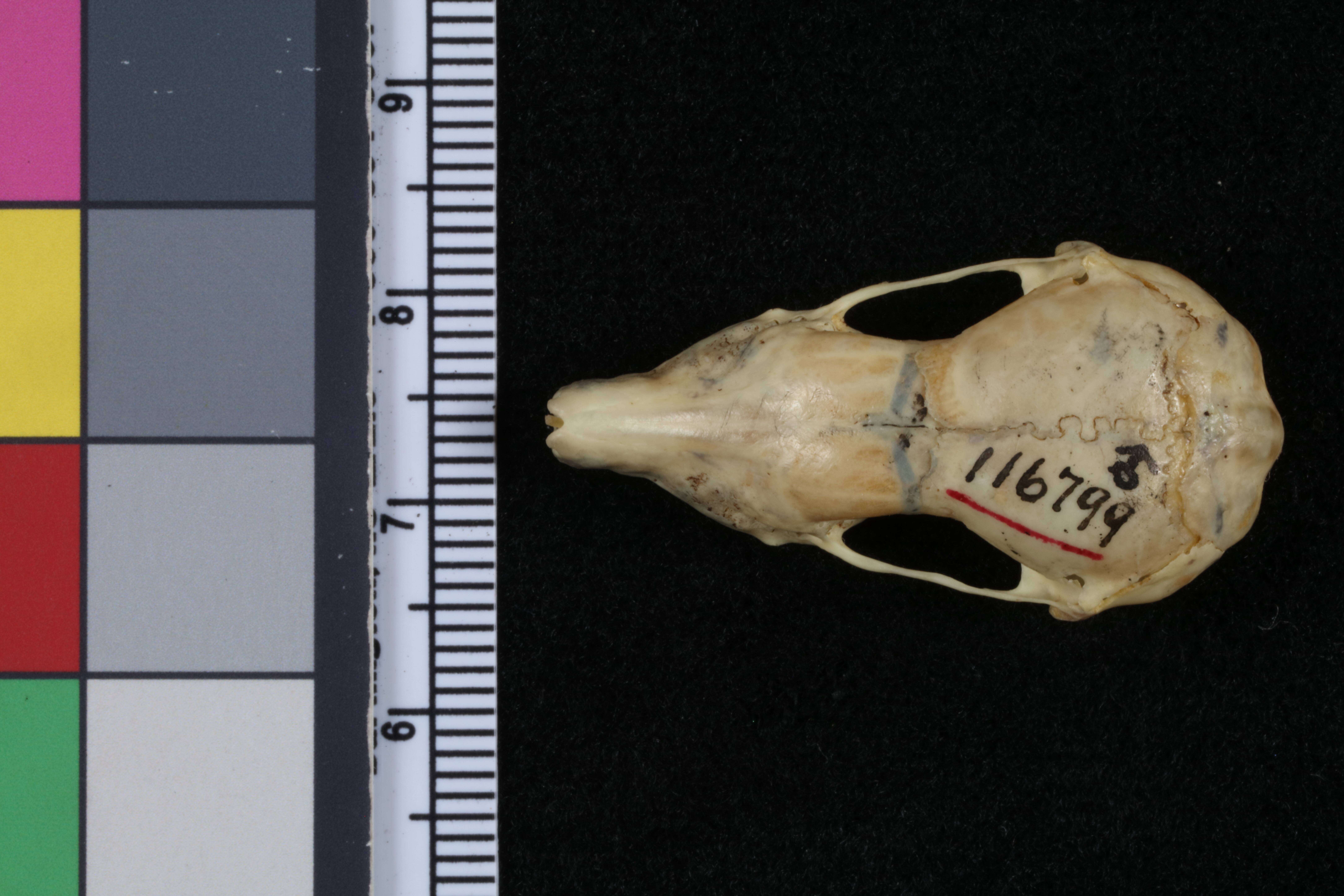 Image of Scalopus aquaticus caryi Jackson 1914