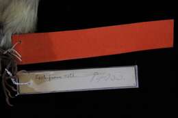 Sivun Empidonax flavescens salvini Ridgway 1886 kuva