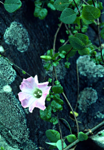 Image de Ipomoea eggersii (House) D. F. Austin