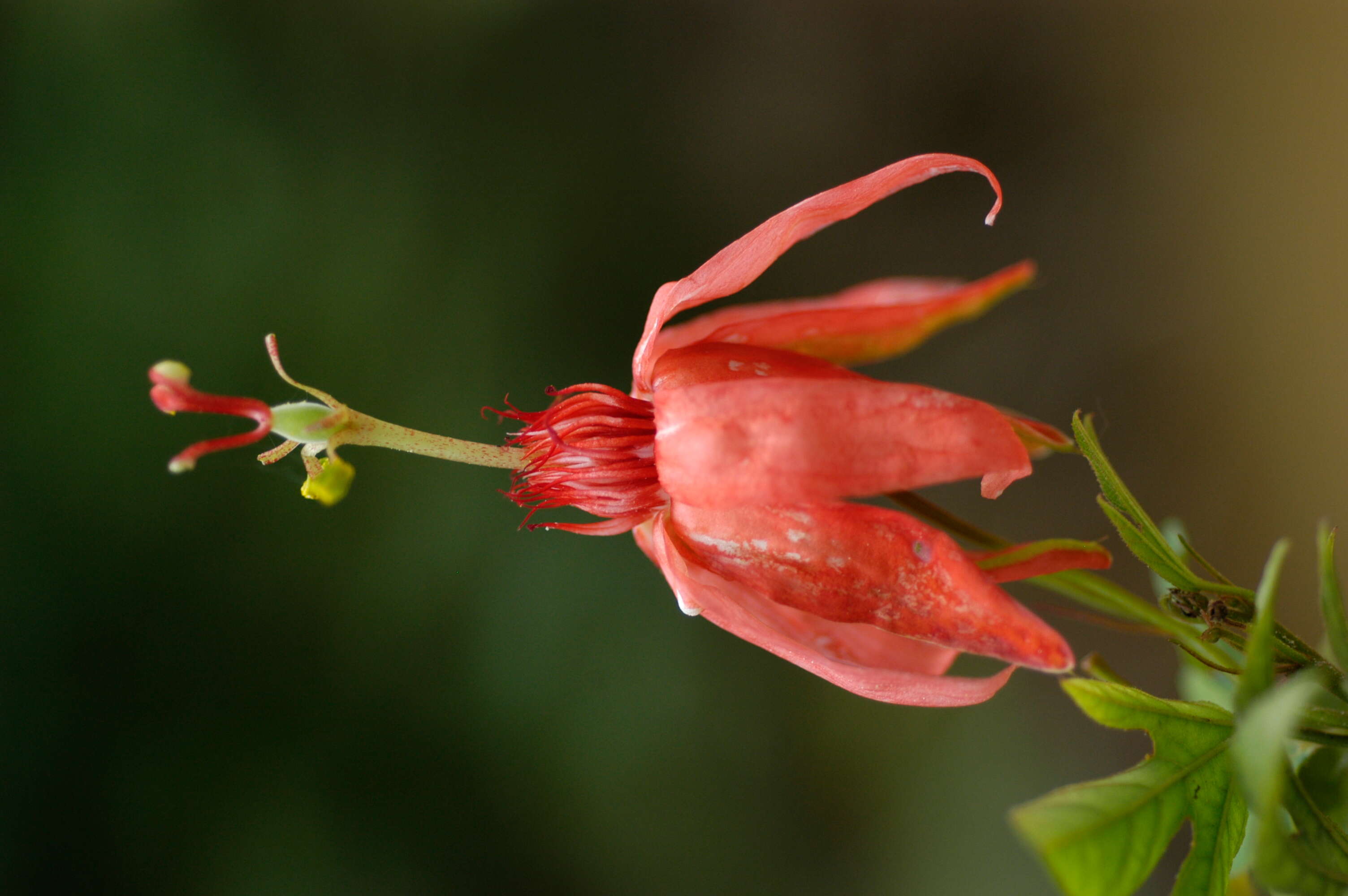 Sivun Passiflora L. kuva