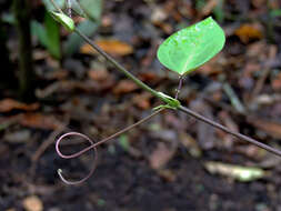 Sivun Passiflora L. kuva