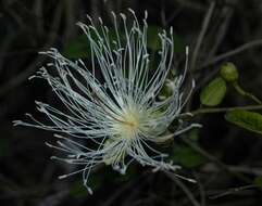 Image of Bay-leaved caper