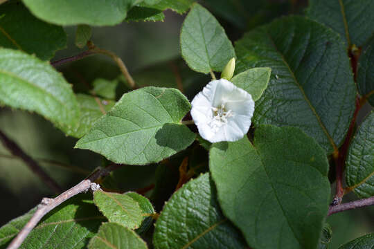 Слика од Jacquemontia nodiflora (Desr.) G. Don