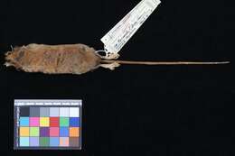 Image of Northern Gracile Mouse Opossum