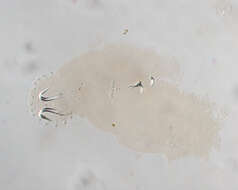 صورة Gyrodactylus mugelus Rawson 1973