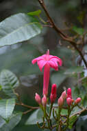 Ipomoea repanda Jacq.的圖片