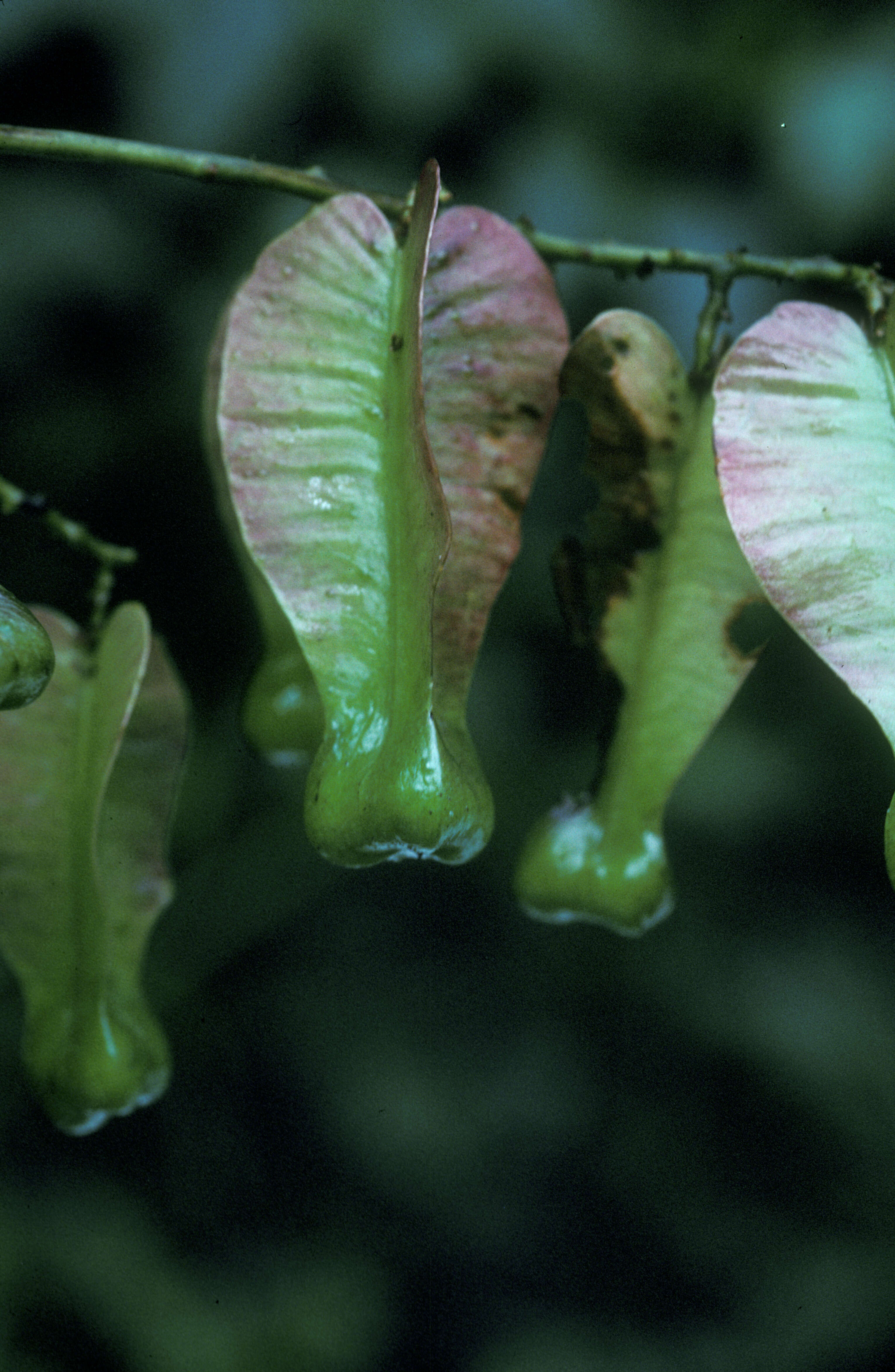 Image of Erythroxylum Browne