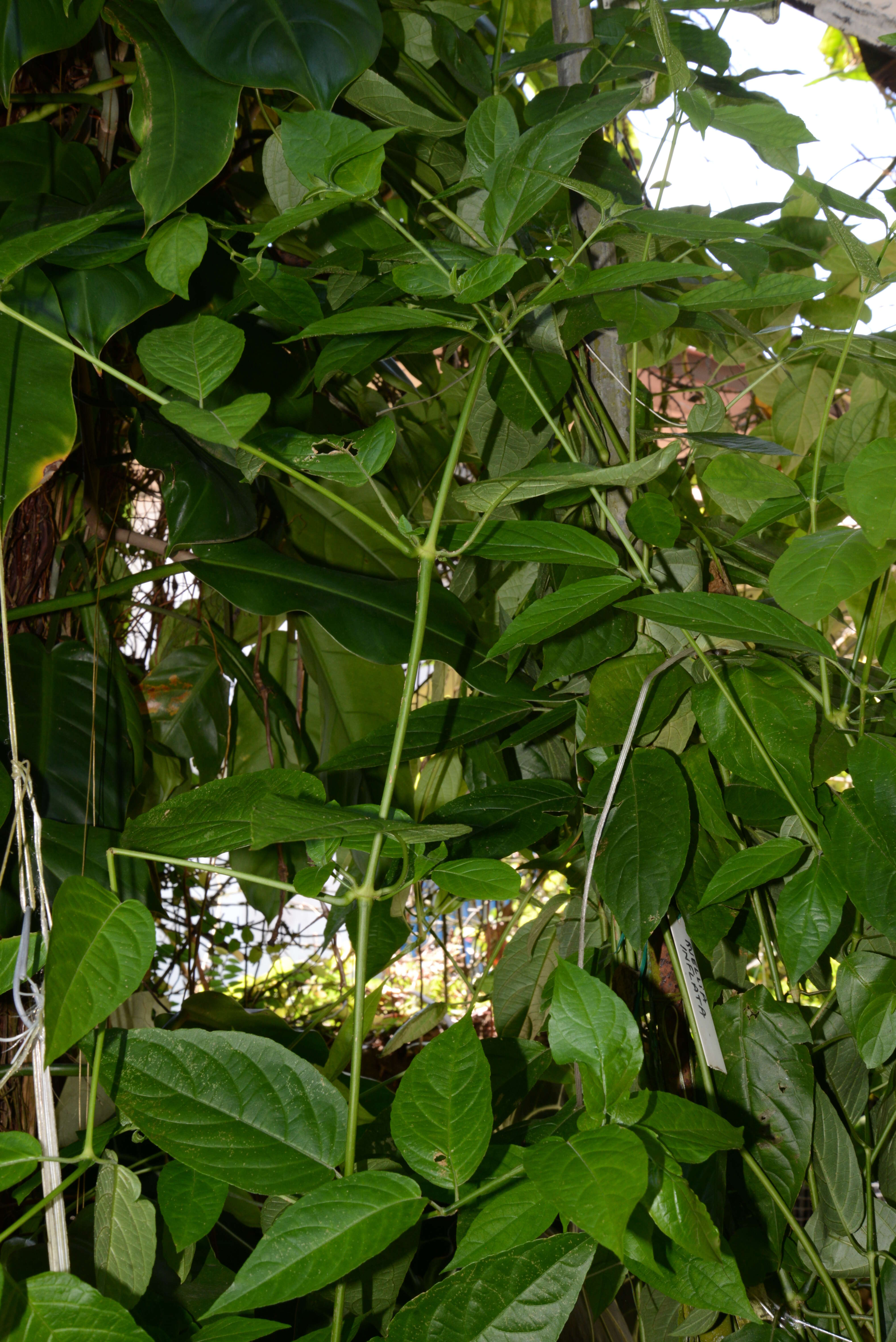 Imagem de Ruellia inflata Rich.