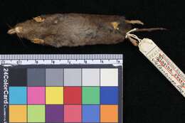 Image of Grizzled Mexican Small-eared Shrew