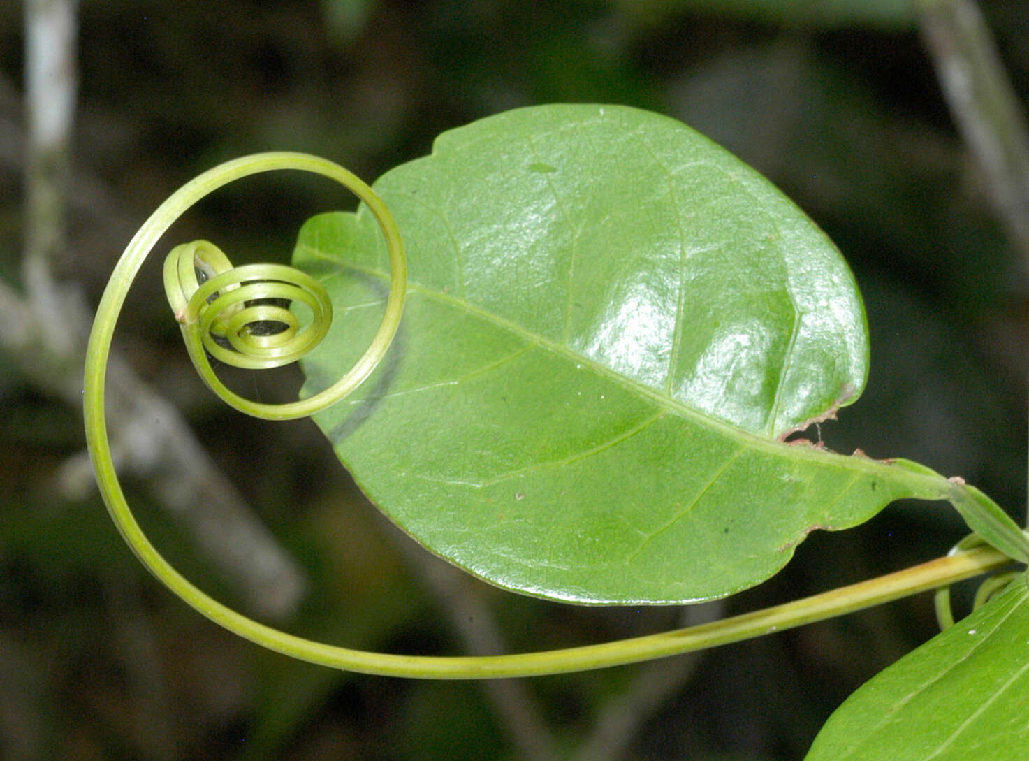 Serjania paucidentata DC. resmi