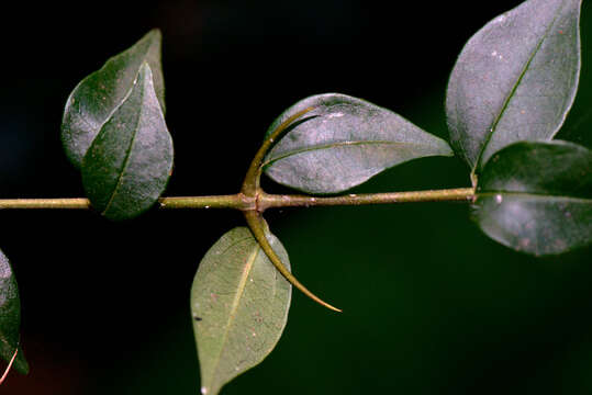 Image of Strychnos brasiliensis (Spreng.) Mart.