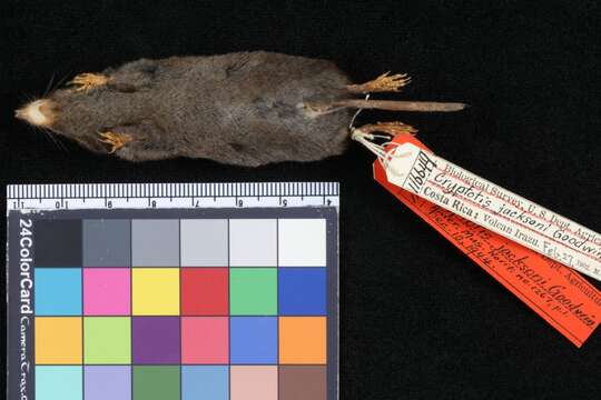 Image of Talamancan Small Eared Shrew