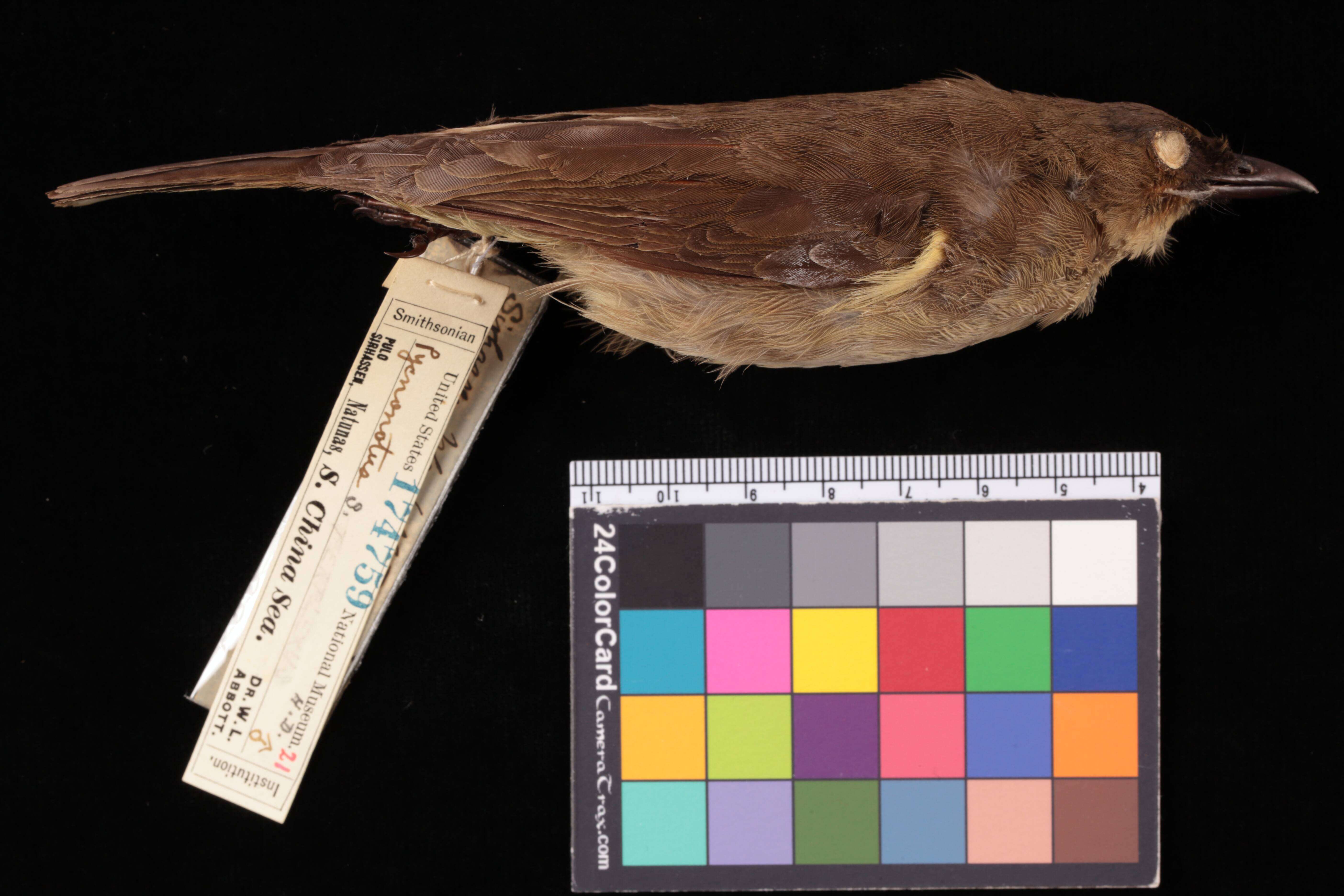 Image of Pycnonotus simplex simplex Lesson & R 1839