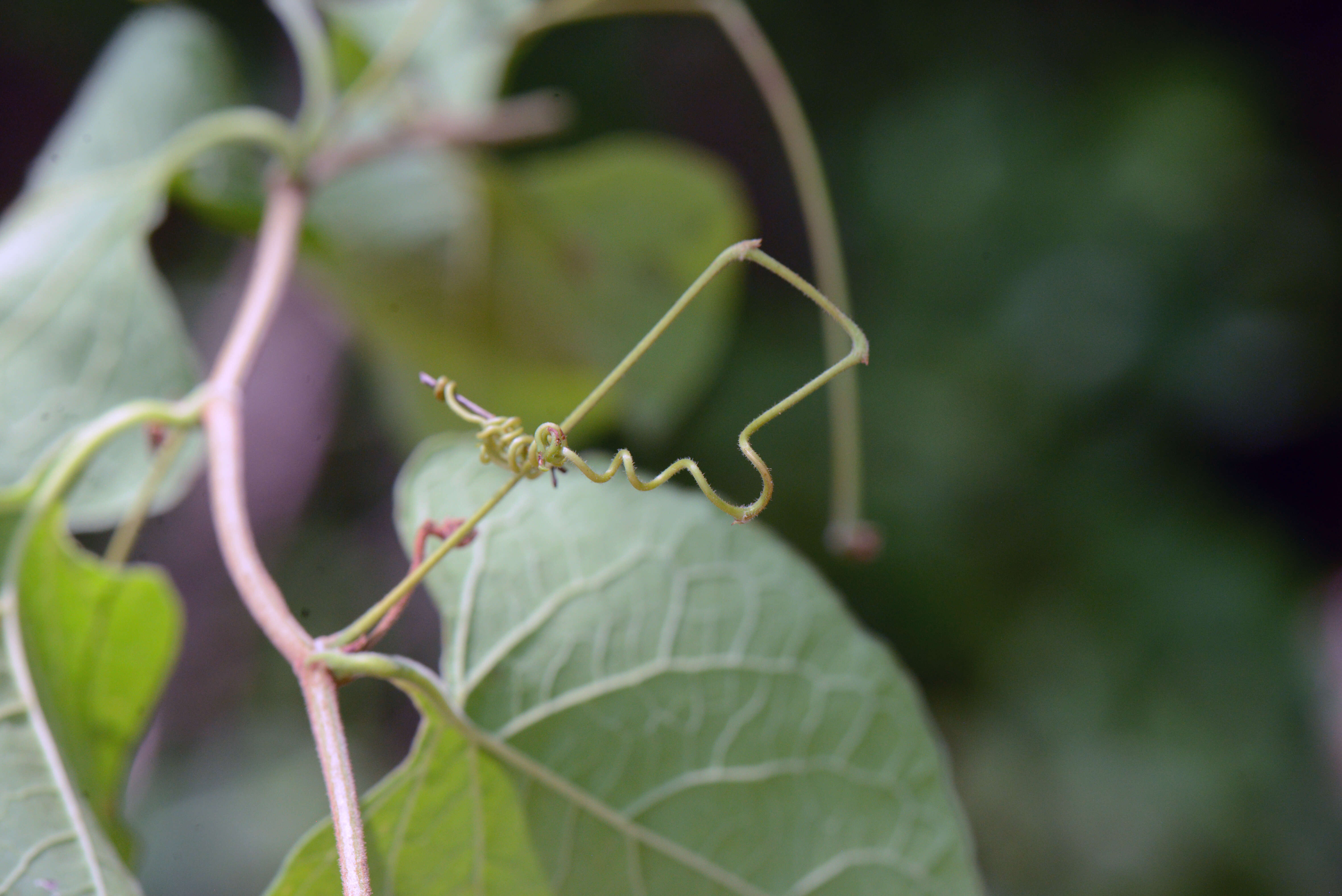 Image of Antigonon cinerascens Mart. & Galeotti