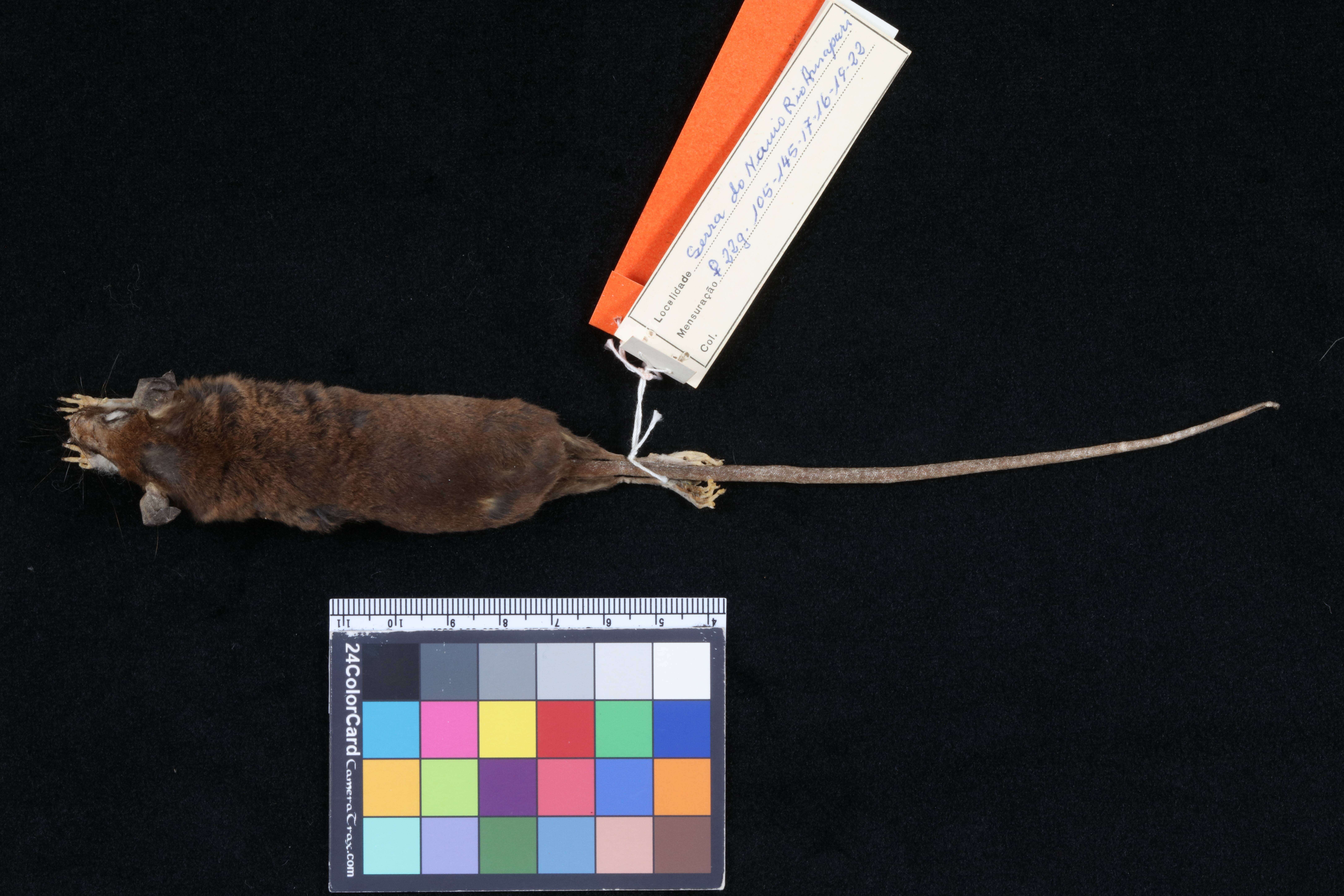 Image of Delicate Slender Mouse Opossum