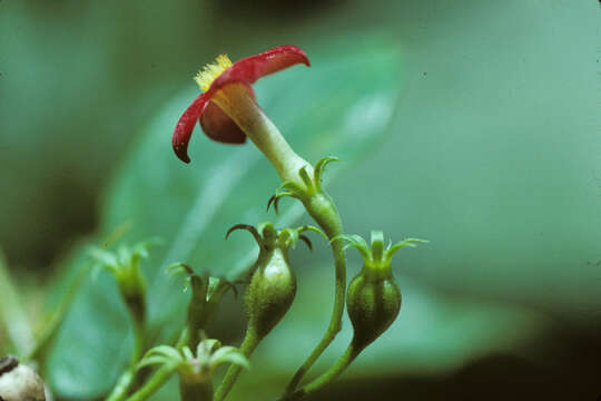 Image of Manettia reclinata L.