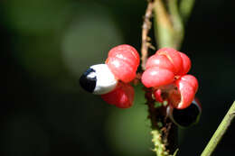 Слика од Paullinia cuneata Radlk.