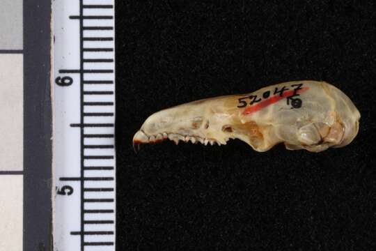 Image of Central Mexican Broad-clawed Shrew