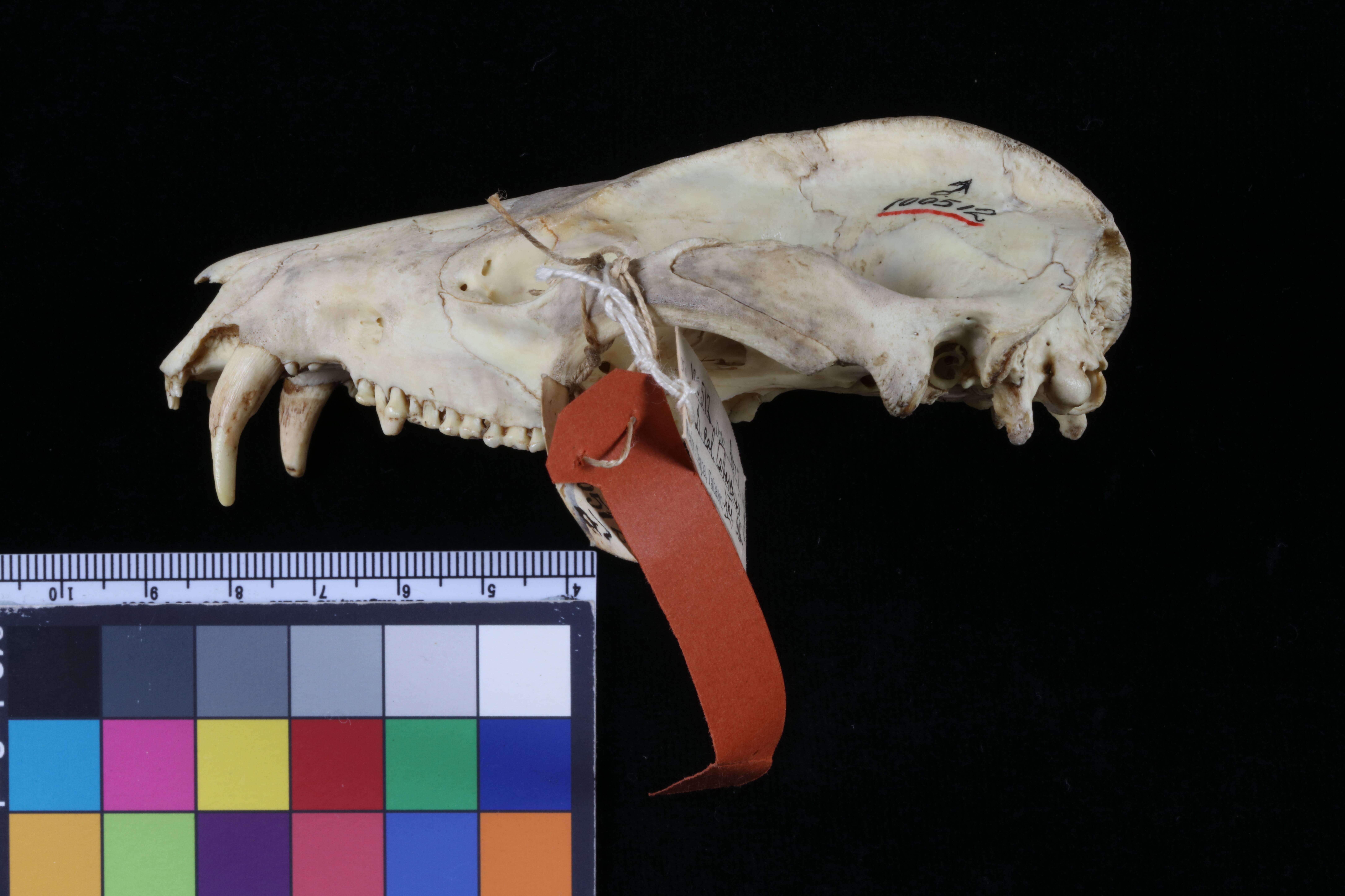 Image of Didelphis marsupialis caucae J. A. Allen 1900