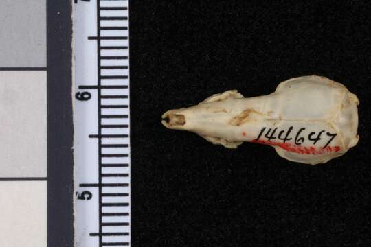Image of Mindanao Shrew