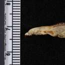 Image of Sorex pacificus cascadensis Carraway 1990