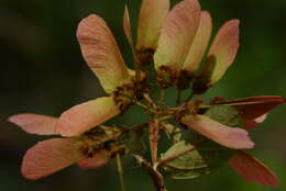 Plancia ëd Heteropterys brachiata (L.) DC.