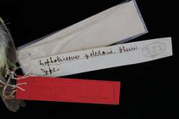 Image of Lophotriccus pileatus luteiventris Taczanowski 1884