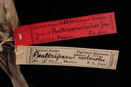 Image of Psaltriparus minimus iulus Jouy 1894