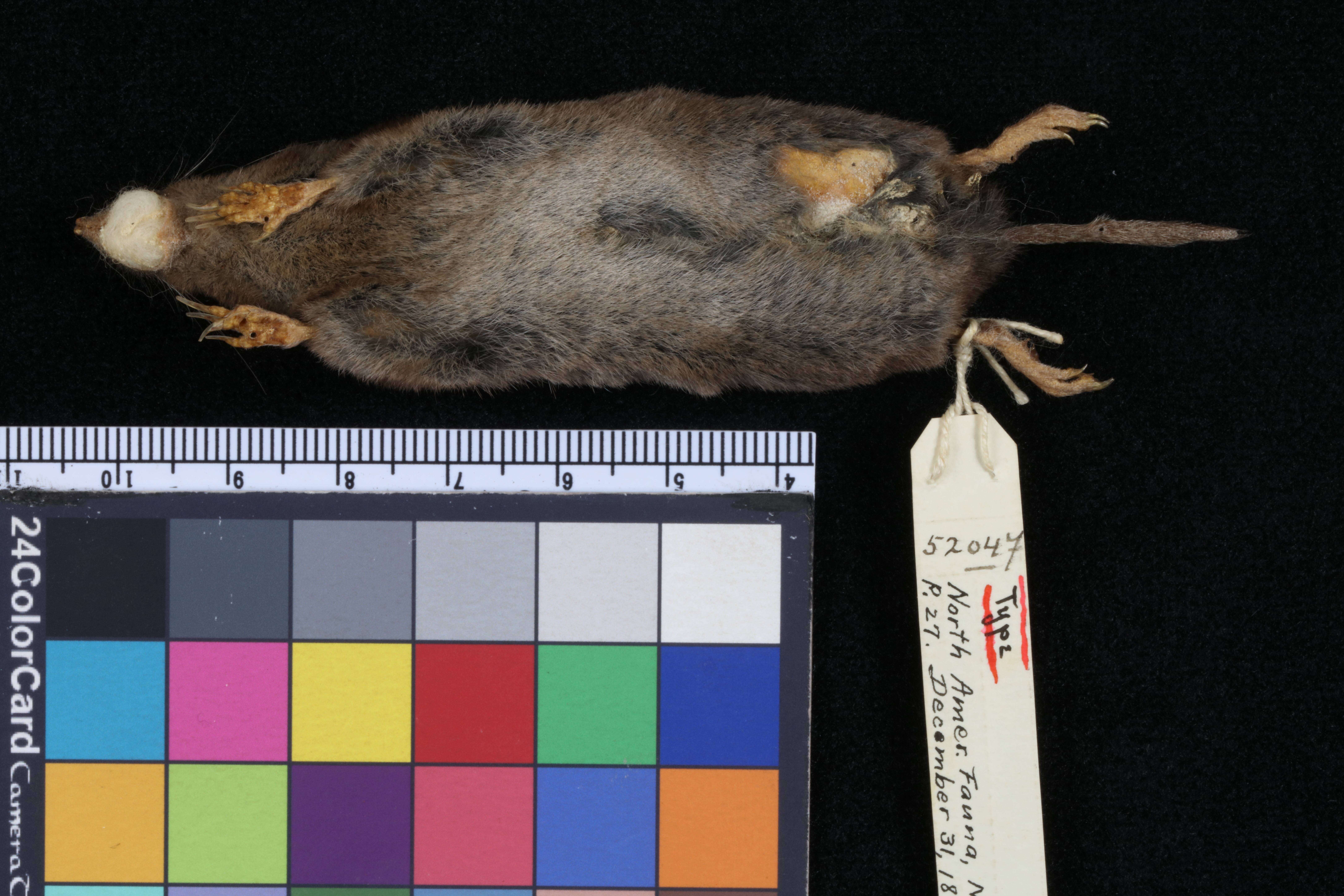 Image of Central Mexican Broad-clawed Shrew