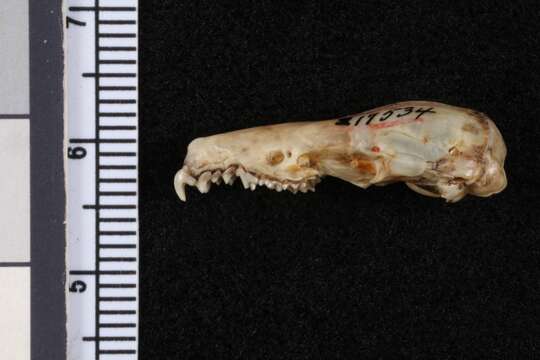 Image of Elongated Shrew