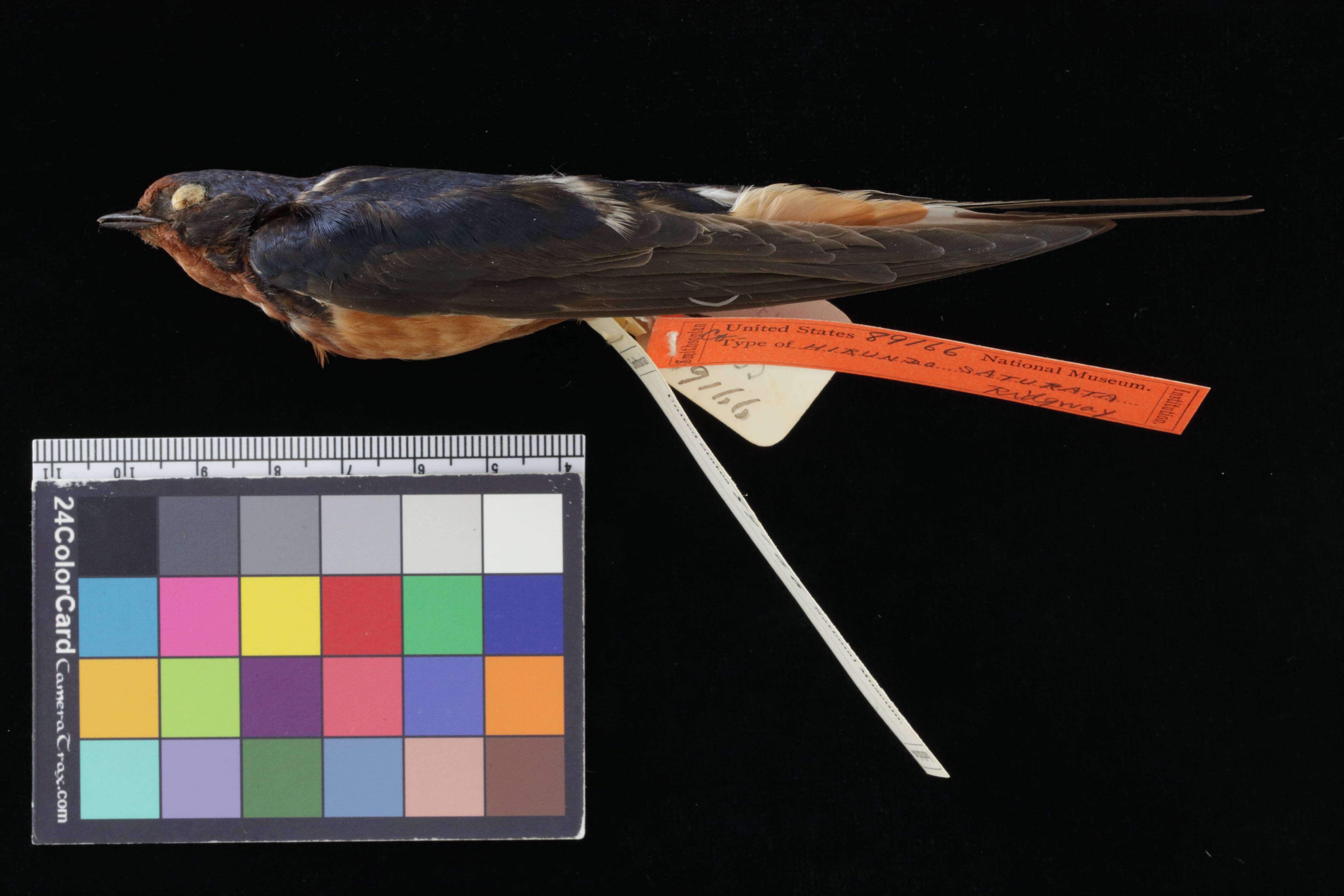 Image of Hirundo rustica saturata Ridgway 1883