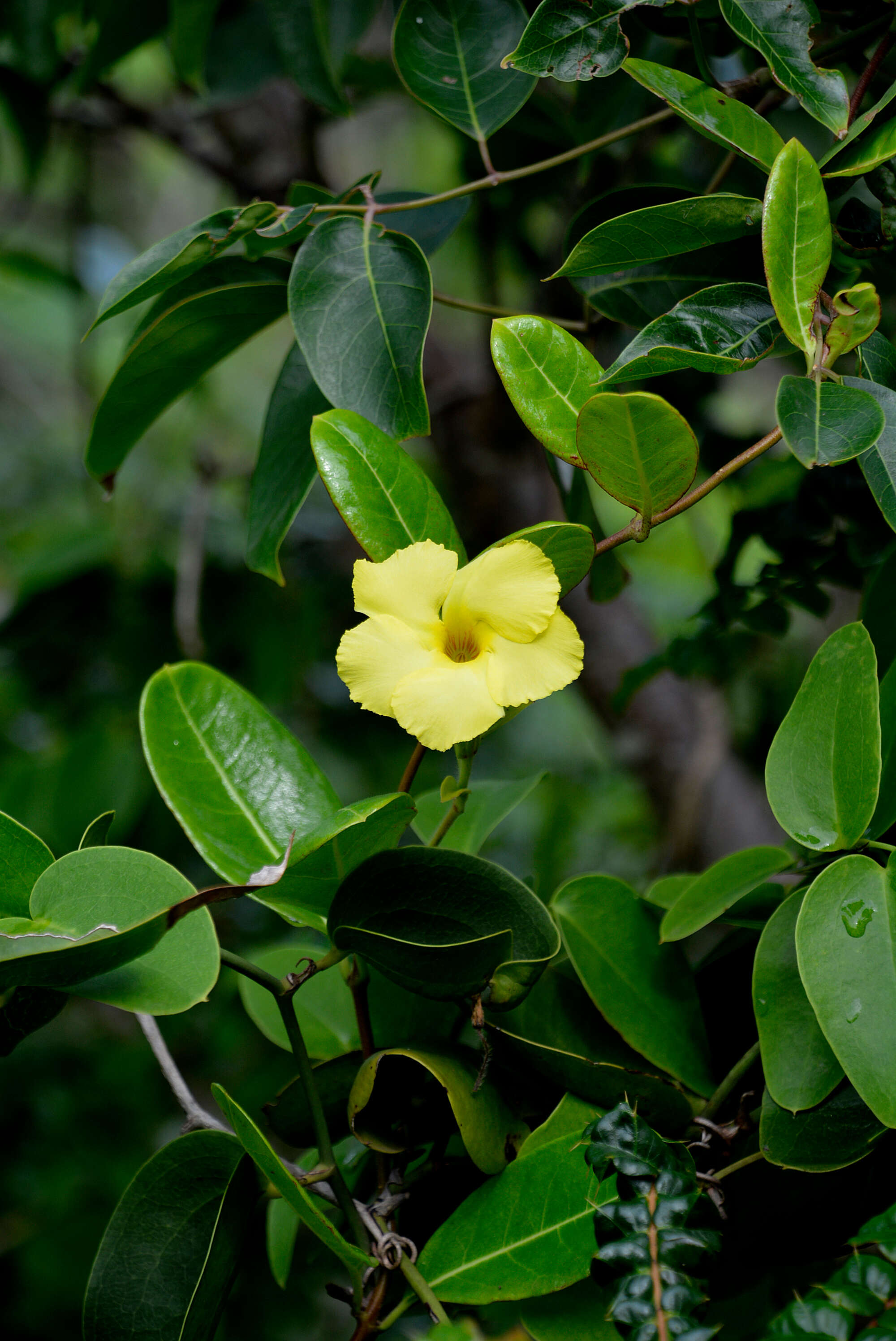 Image of hammock viper's-tail