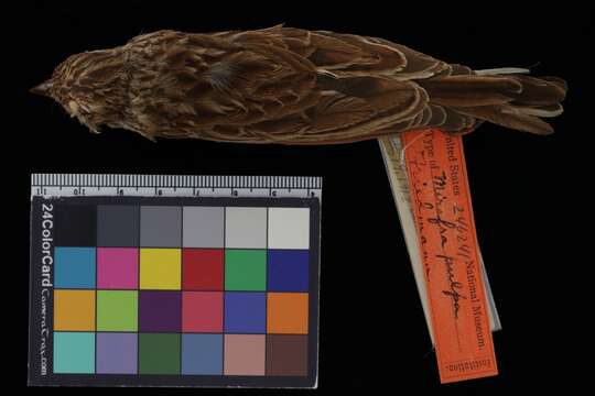 Image of Friedmann's Bush Lark