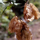 Urvillea triphylla (Vell.) Radlk.的圖片