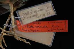 Image of Pitta sordida cucullata Hartlaub 1843