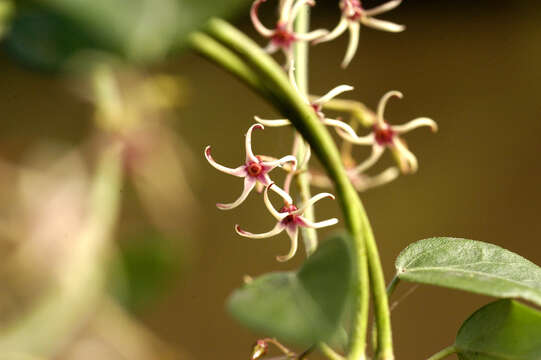 Tassadia berteroanum (Spreng.) W. D. Stevens的圖片