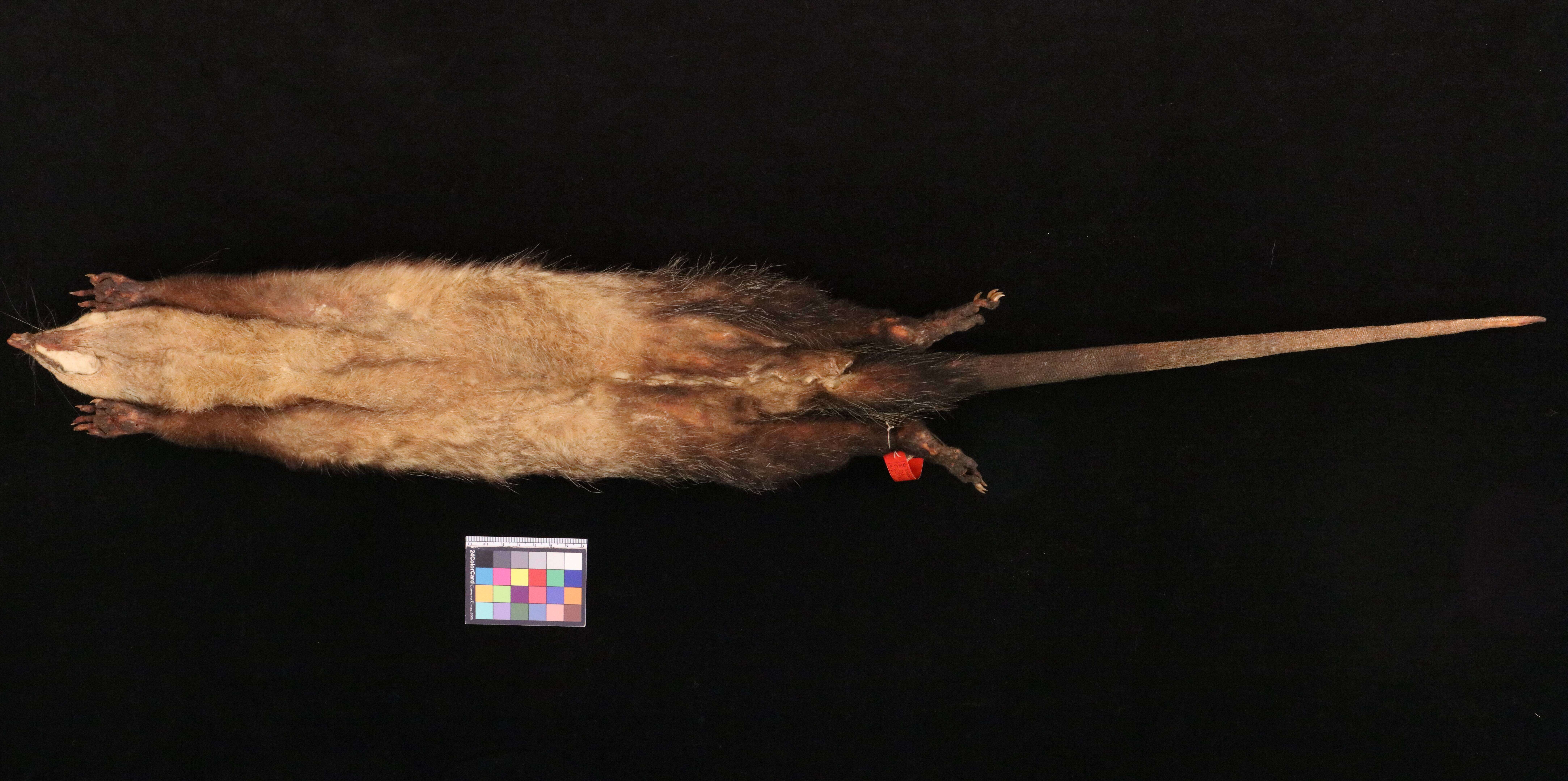 Image of Didelphis marsupialis caucae J. A. Allen 1900