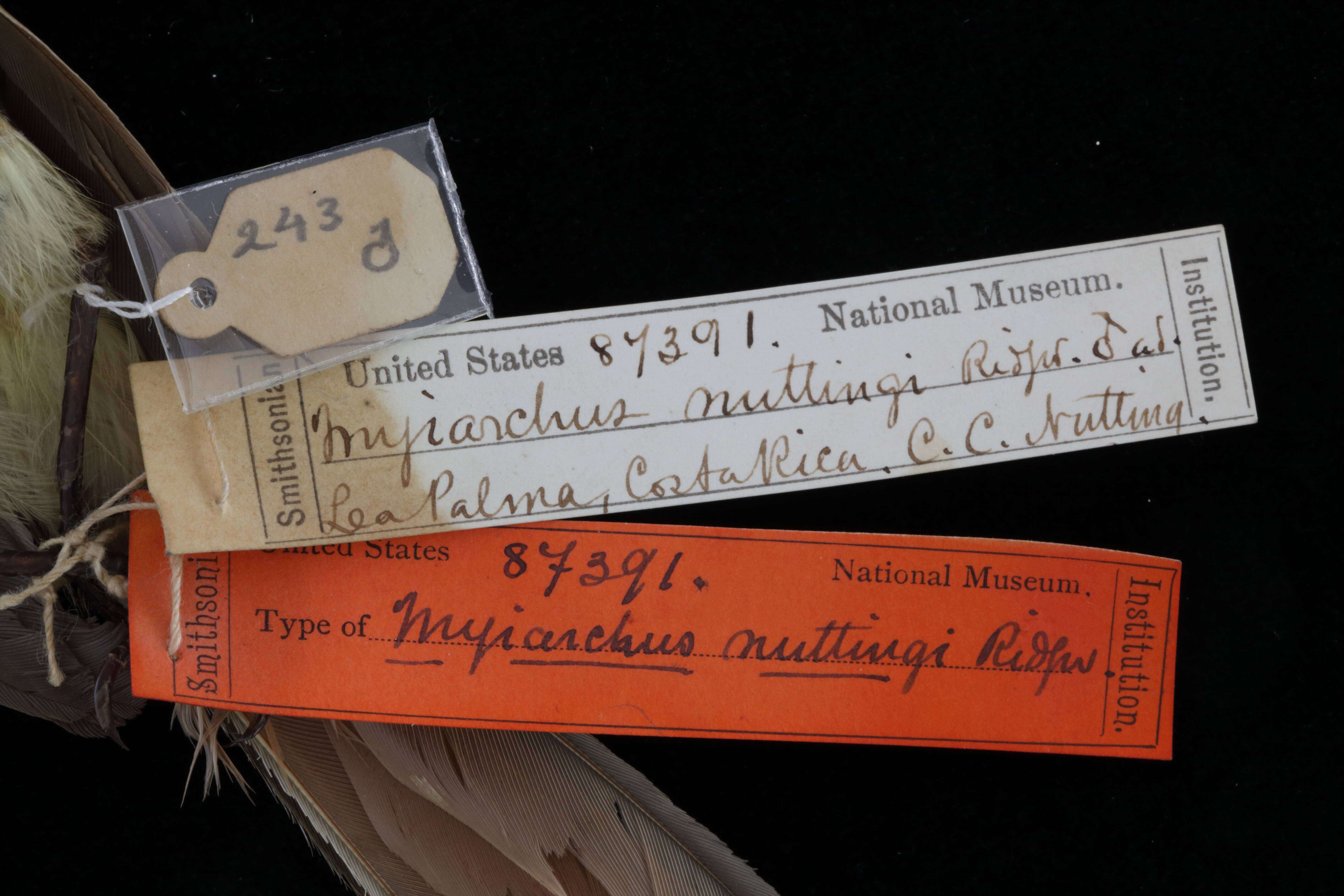Image of Myiarchus nuttingi nuttingi Ridgway 1882