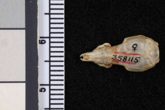 Image of Chinese White-toothed Shrew