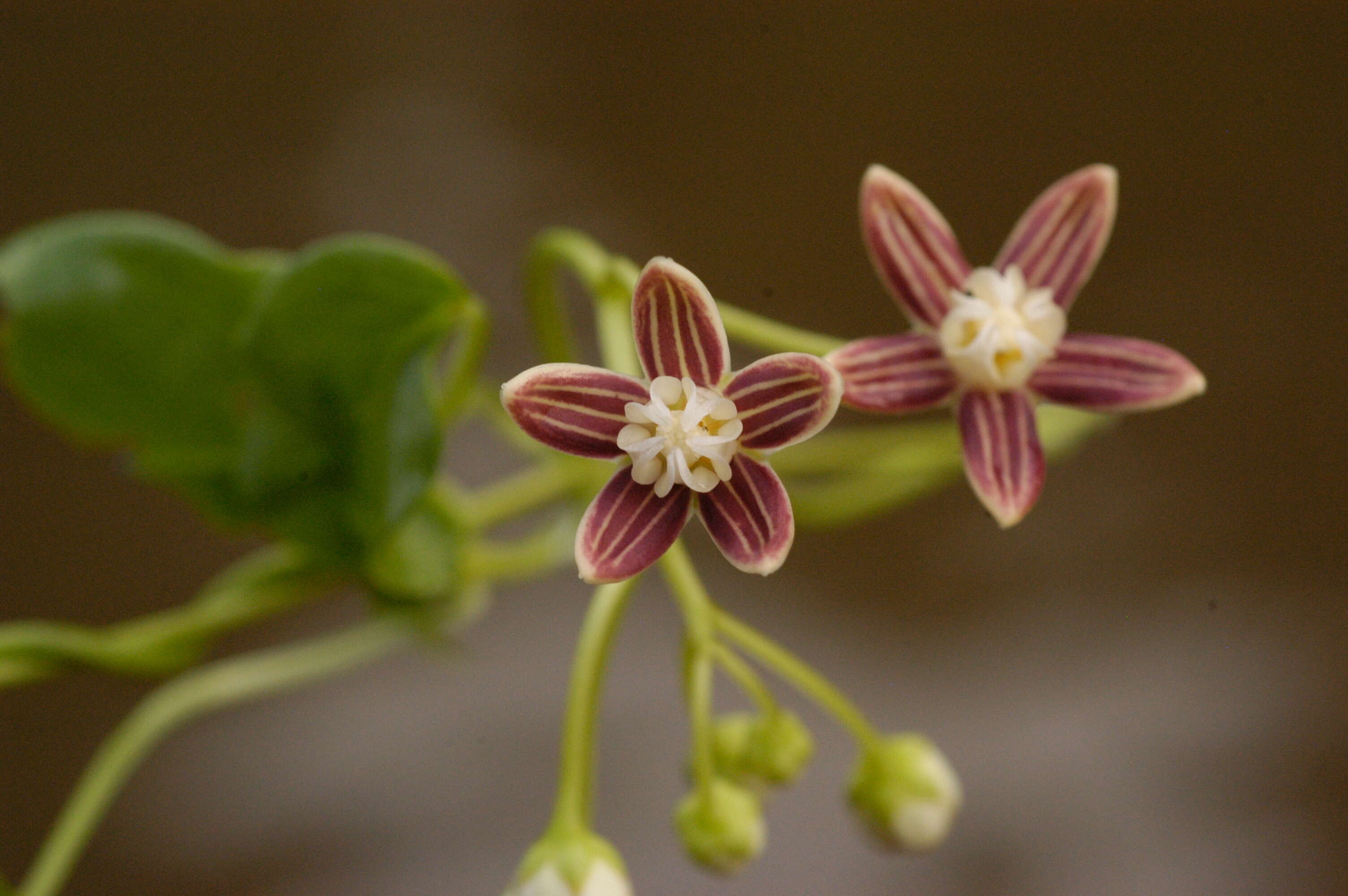 Image of Cynanchum blandum (Decne.) E. Sundell