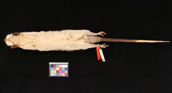 Imagem de Philander opossum fuscogriseus (J. A. Allen 1900)