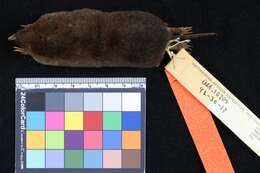 Image of Mount Kenya Mole Shrew