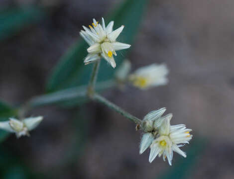 Gomphrena holosericea (Moq.) Moq. resmi